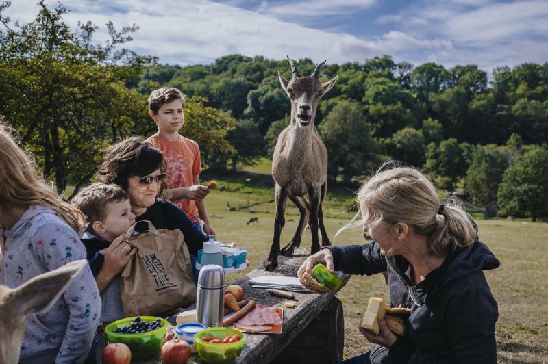 Eine Gruppe genießt ein Picknick an einem Tisch im Freien im Saarland, wobei sich eine Ziege zu ihnen auf die Bank gesellt. Das Essen und die Getränke stehen bereit, umgeben von grünen Hügeln und Bäumen - eine perfekte Kulisse für Deutschlands Hidden Champion unter einem teilweise bewölkten Himmel.