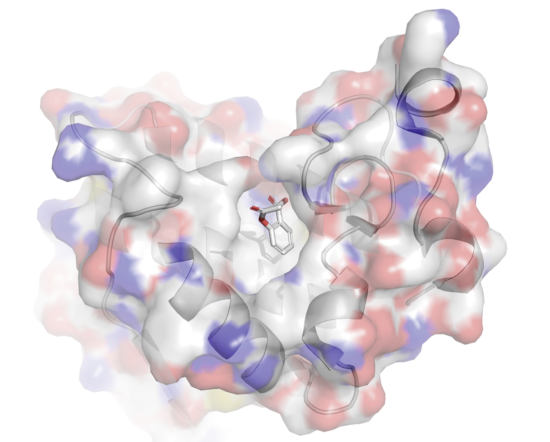 Ein 3D-Molekülmodell, das eine Proteinstruktur mit Oberflächendarstellung und ein kleineres, in der Mitte gebundenes Molekül zeigt; die Bereiche sind blau, rot und weiß eingefärbt, um unterschiedliche Eigenschaften anzuzeigen - ein Beispiel für Deutschlands Hidden Champion im Standortmarketing Saarland.