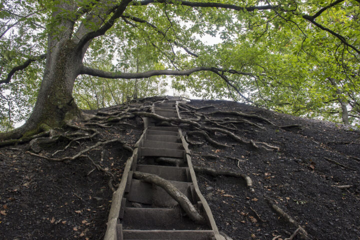 Eine Holztreppe führt einen Erdhügel hinauf, wobei sich große Baumwurzeln über den Hang und über die Stufen ausbreiten und so einen natürlichen Rahmen für den Aufstieg bilden. Dichtes grünes Laubwerk aus dem Baumkronendach überdeckt die Szene.