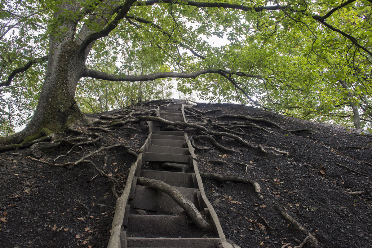 Eine Holztreppe führt einen Erdhügel hinauf, wobei sich große Baumwurzeln über den Hang und über die Stufen ausbreiten und so einen natürlichen Rahmen für den Aufstieg bilden. Dichtes grünes Laubwerk aus dem Baumkronendach überdeckt die Szene.